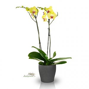 Орхидея Желтая в вазоне, ANIROSES