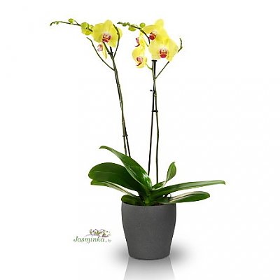 Заказать Орхидея Желтая в вазоне, ANIROSES
