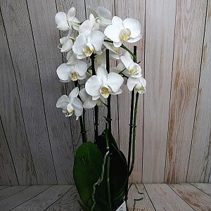Орхидея белая 4 стебля в горшке, ANIROSES