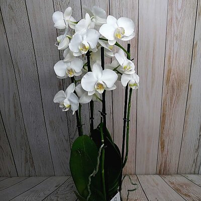 Заказать Орхидея белая 4 стебля в горшке, ANIROSES