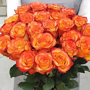 Роза желто-оранжевая 70см, Незабудка - Витебск