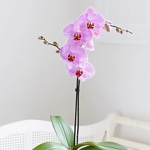 Орхидея, Незабудка - Витебск