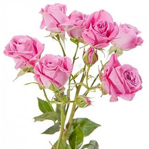 Роза кустовая нежно-розовая, Buketti