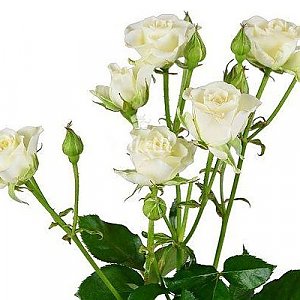Роза кустовая белая, Buketti