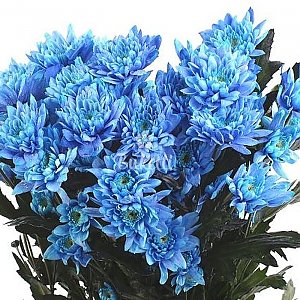 Хризантема кустовая синяя, Buketti