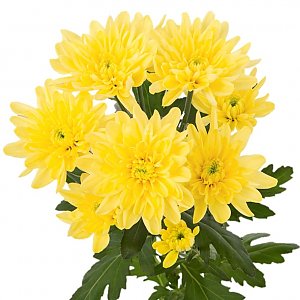 Хризантема кустовая желтая, Buketti
