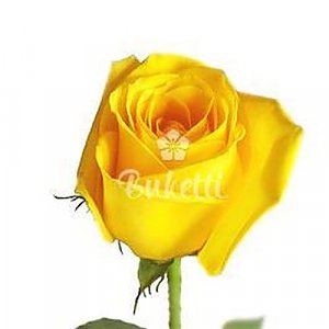Роза Желтая 50см, Buketti