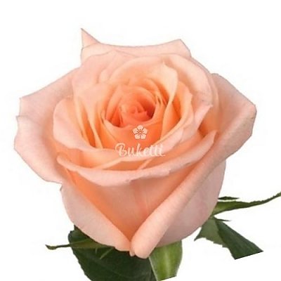Заказать Роза розовая 60см, Buketti