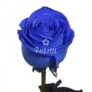 Роза синяя 60см, Buketti