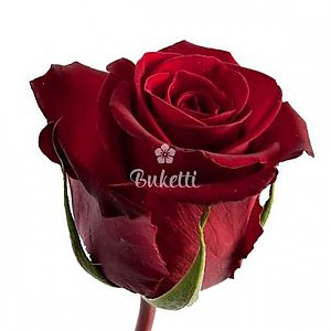 Роза красная 70см, Buketti