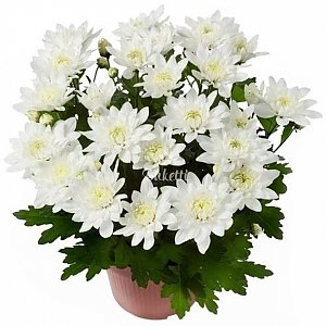 Хризантема кустовая белая в горшке, Buketti