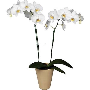 Орхидея белая в горшке, Buketti