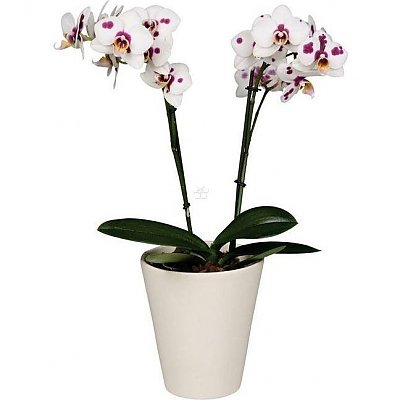 Заказать Орхидея Бильбао в горшке, Buketti