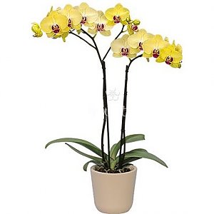 Орхидея желтая в горшке, Buketti