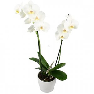 Орхидея белая мини в горшке, Buketti