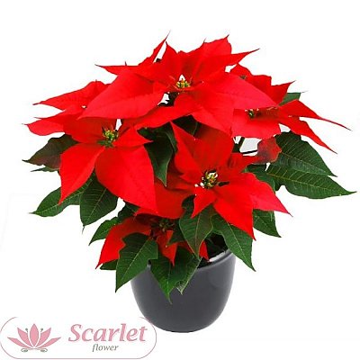 Заказать Рождественская звезда, Scarlet Flower