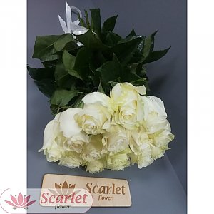 Букет 19 белых роз с атласной лентой, Scarlet Flower