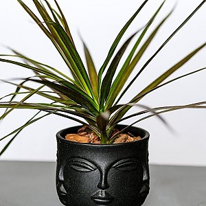 Драцена окаймленная/Dracaena Marginata, Sadovskaya Flowers