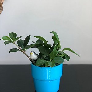 Пеперомия Приятная/Peperomia Blanda, Sadovskaya Flowers