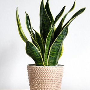 Сансевиерия Трехполосная/Sansevieria Trifasciata, Sadovskaya Flowers