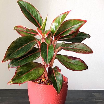 Заказать Аглаонема Крит/AGLAONEMA CRETE, Sadovskaya Flowers