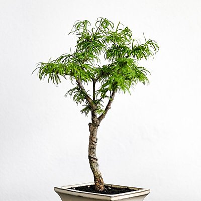 Заказать Бонсай Метасеквойя/Bonsai Metasequoia, Sadovskaya Flowers