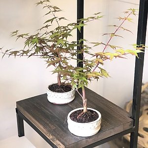 Бонсай Клён японский дланевидный/Acer Palmatum, Sadovskaya Flowers