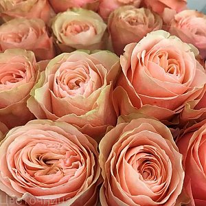 Роза пионовидная Кахала 60см, Лаванда - Речица