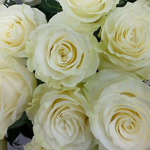 Роза Мондиаль 60см, Лаванда - Речица