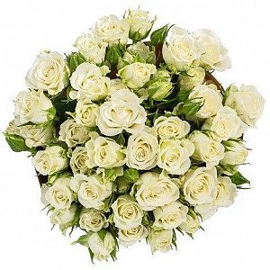 Роза кустовая белая 70см, Лаванда - Речица
