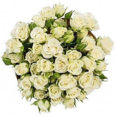 Заказать Роза кустовая белая 60см, Лаванда - Речица