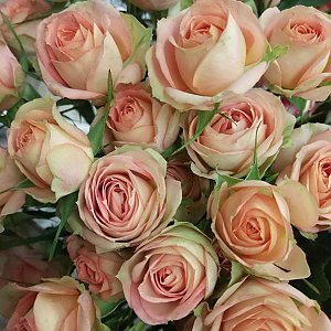 Роза кустовая Азора 70см, Лаванда - Речица