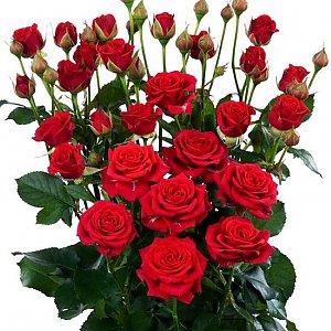 Роза кустовая красная 70см, Лаванда - Речица