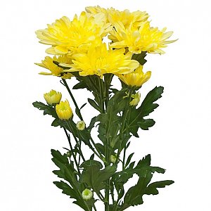Хризантема кустовая желтая, Лаванда - Речица