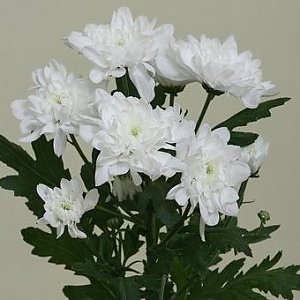 Хризантема Зембла белая, Лаванда - Бобруйск