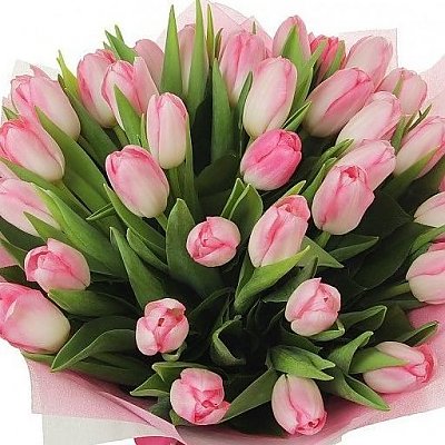 Заказать Букет 35 розовых тюльпанов, Лаванда - Бобруйск