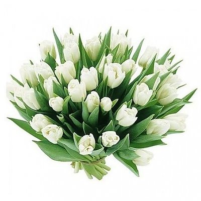 Заказать Букет 51 белый тюльпан, Лаванда - Бобруйск
