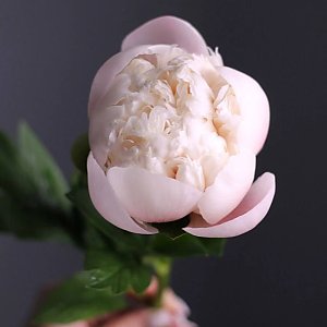 Пионы в ассортименте, FRESH FLOWERS