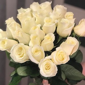 Роза РБ, Bloom - Гродно
