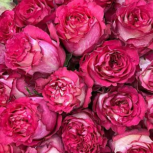 Роза Игуаза 60см, BARBARIS Flowers