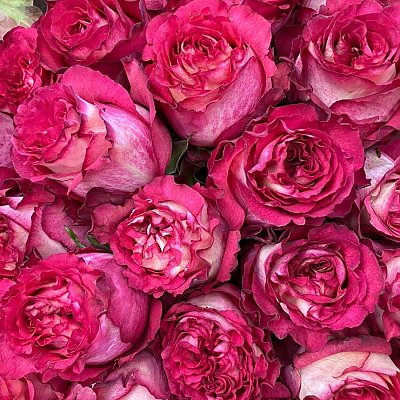 Заказать Роза Игуаза 60см, BARBARIS Flowers
