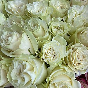 Роза Мондиал 60см, BARBARIS Flowers