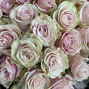 Роза Фрутетта, BARBARIS Flowers