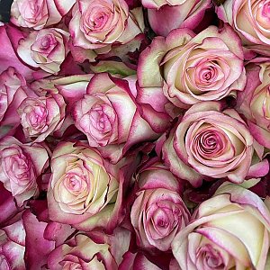 Роза Палома 60см, BARBARIS Flowers