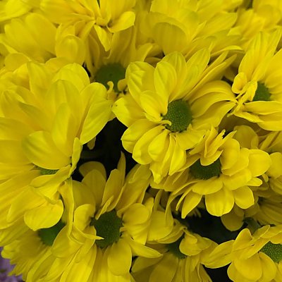 Заказать Хризантема Желтая, BARBARIS Flowers