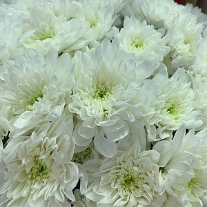 Хризантема Белая №1, BARBARIS Flowers