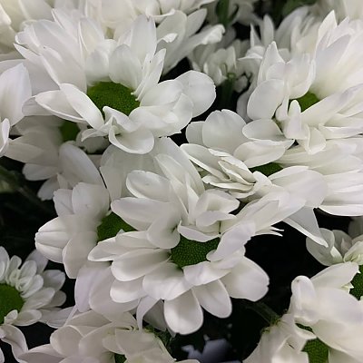 Заказать Хризантема Белая №2, BARBARIS Flowers