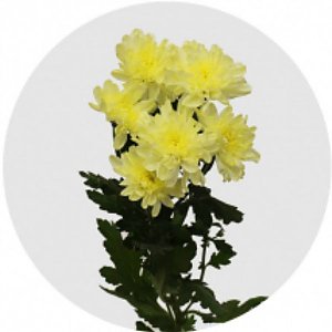 Хризантема Зембла лимонная, Цветы Солигорск