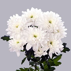 Хризантема Зембла белая, Цветы Солигорск
