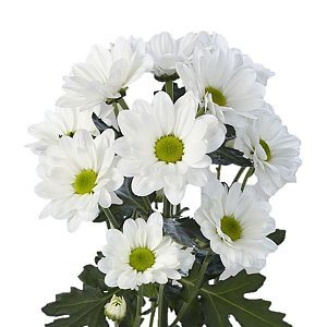 Хризантема Ромашка белая, Цветы Солигорск